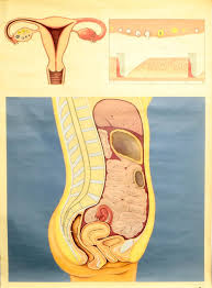 Four Vintage Anatomical Wall Charts Adam Rouilly