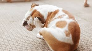 Certified professional dog vets are ready to answer your veterinary questions. Home Remedies For A Dog Ear Infection Howstuffworks