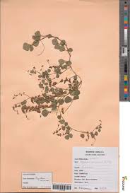 Image result for Rhynchosia tricuspidata