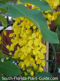 Image result for Cassia thyrsoidea