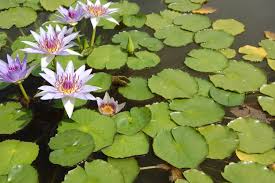 Image result for Nymphaea