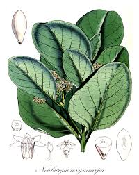 Image result for Loganiaceae