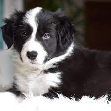 Border collie welpen suchen bald neues zu hause. Bred For Brilliance Border Collies Oregon Bordoodles