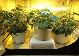 The Best Marijuana Grow Cabinets Of 2018 420 Light Guide The resin used in this. the best marijuana grow cabinets of