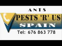 Pest control in plant city & all of florida. Orlando Flyingants Control Pest Management Tollfree 888961pest Pest Control Diy Pest Control Natural Pest Control