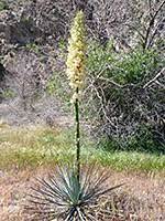 With their interesting, often startling look and resilient nature, they bring cacti to mind, only that they. Yucca Of West And Southwest Usa
