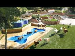 If i wasn't already on a wellness plan with petsmart, i would by all means take my next pet here. Canyon View Ranch For Dogs In Topanga Canyon Dog Vacations Luxury Dog Dog Resort