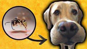 How to treat a bee sting on a dog. Dog Stung By A Bee Try This Ultimate Pet Nutrition Dog Health Tips Youtube