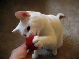 Talking Cat Too Much Of A Good Thing Youtube