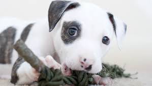 23 Ferociously Cute Pit Bulls To Make You Smile Pictures Dogtime Pitbull Puppies Overweight Dog Smiling Pitbull