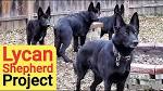 What Is A Lycan Shepherd?