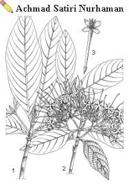 Image result for Pavetta sp. F