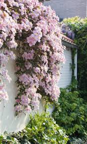 Check spelling or type a new query. How To Grow Clematis Van Meuwen