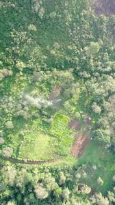 Image result for Aframomum corrorima