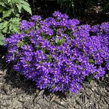 Image result for Scaevola