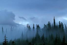 Check spelling or type a new query. A Pacific Northwest Forest Just After A Storm In Fog Photographic Print Hannah Dewey Art Com