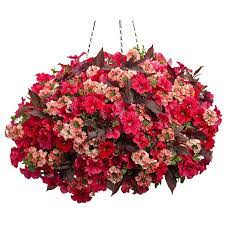 Proven Winners 3 Gallon Multicolor Combo In Hanging Basket Lowes Com In 2020 Hanging Plants Petunia Plant Hanging Flowers