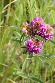 Image result for Grona afra