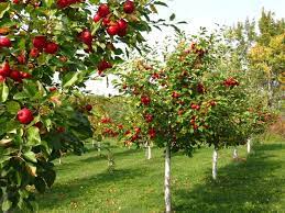 Buy fruit trees and berry bushes online with delivery right to your door. The Ultimate Guide To Fruit Trees Apple Trees Chris Bowers