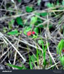 Image result for Emilia abyssinica