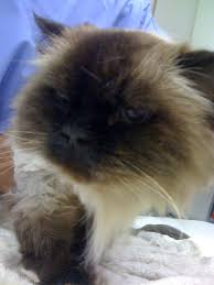 Keeping up with regular brushing is the best way to avoid mats building up, and it is especially recommended for longhaired cats. The Case For Shaving A Long Haired Cat Virtuavet