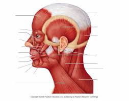 Who wielded a sword names excalibur? Face And Head Muscles Quiz