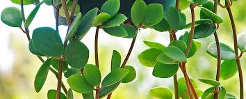 Image result for Peponium