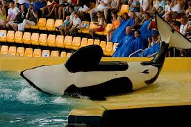 Resultado de imagen de imagenes de loro parque