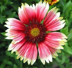 Indian Blanket Punch Bowl Gaillardia Pulchella Full Sun 12 16 Blooms June Plants Indian Blankets Bloom