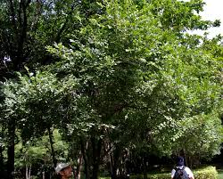 Image result for Diospyros loureiriana