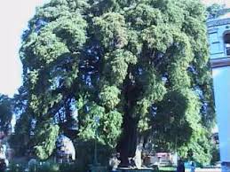 Spanish, from nahuatl ahuehueton, literally, old man of the water, from atl. Taxodium Mucronatum Ahuehuete Description
