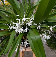 Image result for Jumellea