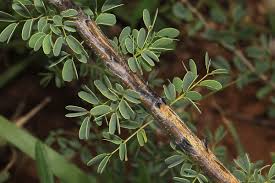 Image result for Acacia mellifera
