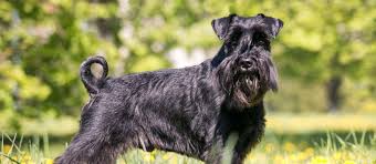 Akc giant schnauzer puppy male. Giant Schnauzer Breeders West Coast Off 56