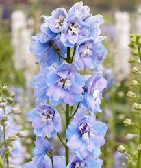 Prized By Florists Delphinium Guardian Lavender Is A Mid Sized Herbaceous Perennial With Sturdy Flower Spikes Dense Larkspur Flower Delphinium Flower Spike