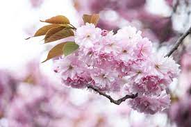 We did not find results for: High Key Photography Or Lighter Photos Are Key To Instagram Success The Smell Of Roses The Smell Of Roses
