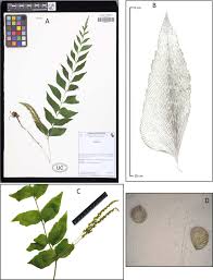 Image result for Anemiaceae