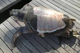 Cosa mangiano le tartaruga di terra? La Tartaruga Gaetana E Stata Uccisa A Taranto Colpita A Morte Alla Testa Con Un Remo