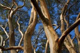 Gum Tree Uprising Angophora Costata By Roger Barnes Tree Images Tree Image