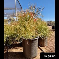 Image result for Euphorbia pfeilii
