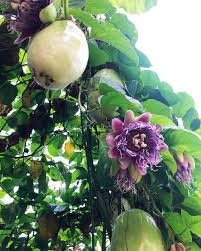 Image result for Passiflora quadrangularis