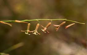 Image result for Dipcadi longifolium