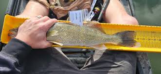 Wytinck wins the E & J Pelican Lake Walleye Tournament