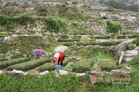 farmers pick spring tea leaves with prevention measures in laoshan qingdao spring tea how to make tea local farmers