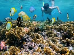 Coral Reefs in Jamaica