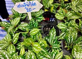 Komplettes sortiment an kohlefiltern, wir haben alle marken und typen auf lager. à¸ª à¸­à¸‡ à¸• à¸™à¹„à¸¡ à¸¡à¸‡à¸„à¸¥ à¹„à¸‹à¸ª à¸ˆ à¸§ à¸£à¸²à¸„à¸²à¸«à¸¥ à¸à¸ª à¸š à¸«à¸¥ à¸à¸£ à¸­à¸¢ à¹ƒà¸™à¸‡à¸²à¸™ à¸š à¸²à¸™à¹à¸¥à¸°à¸ªà¸§à¸™ 2020 à¹€à¸Š à¸„à¸£à¸²à¸„à¸² à¸„à¸­à¸¡