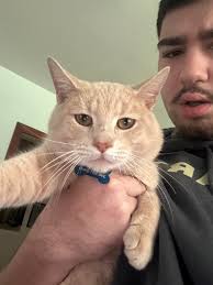 Does anyone know if the gullo lights are up??