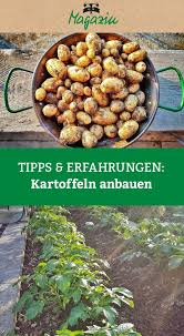 Eigene Kartoffeln Im Garten Oder Auf Dem Balkon Anbauen Tipps Und Erfahrungen Kartoffeln Anbauen Kartoffelpflanzen Gemuse Anbauen