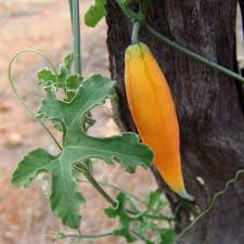 Image result for Kedrostis leloja