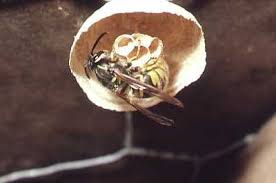 Frequently Asked Questions About Wasps And Hornets